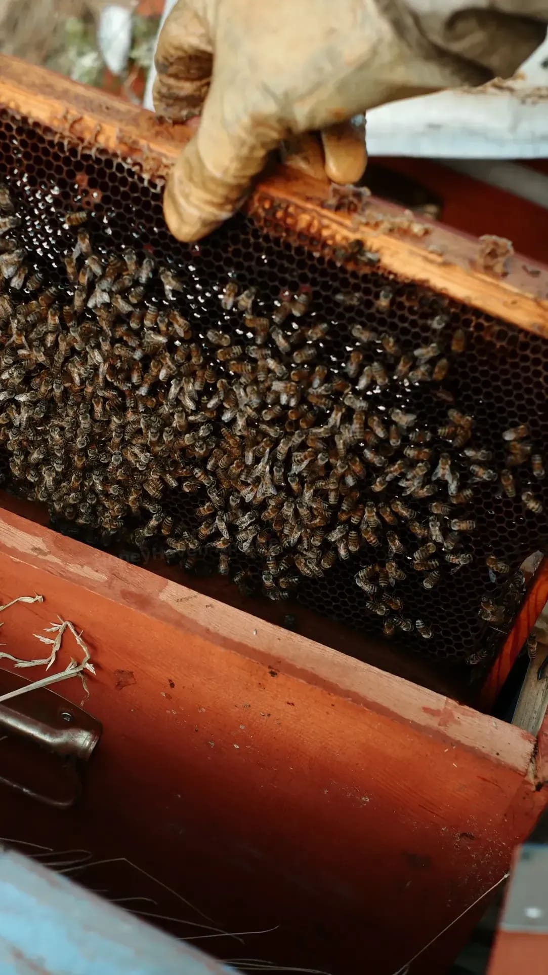 HoneyHaven Apiaries