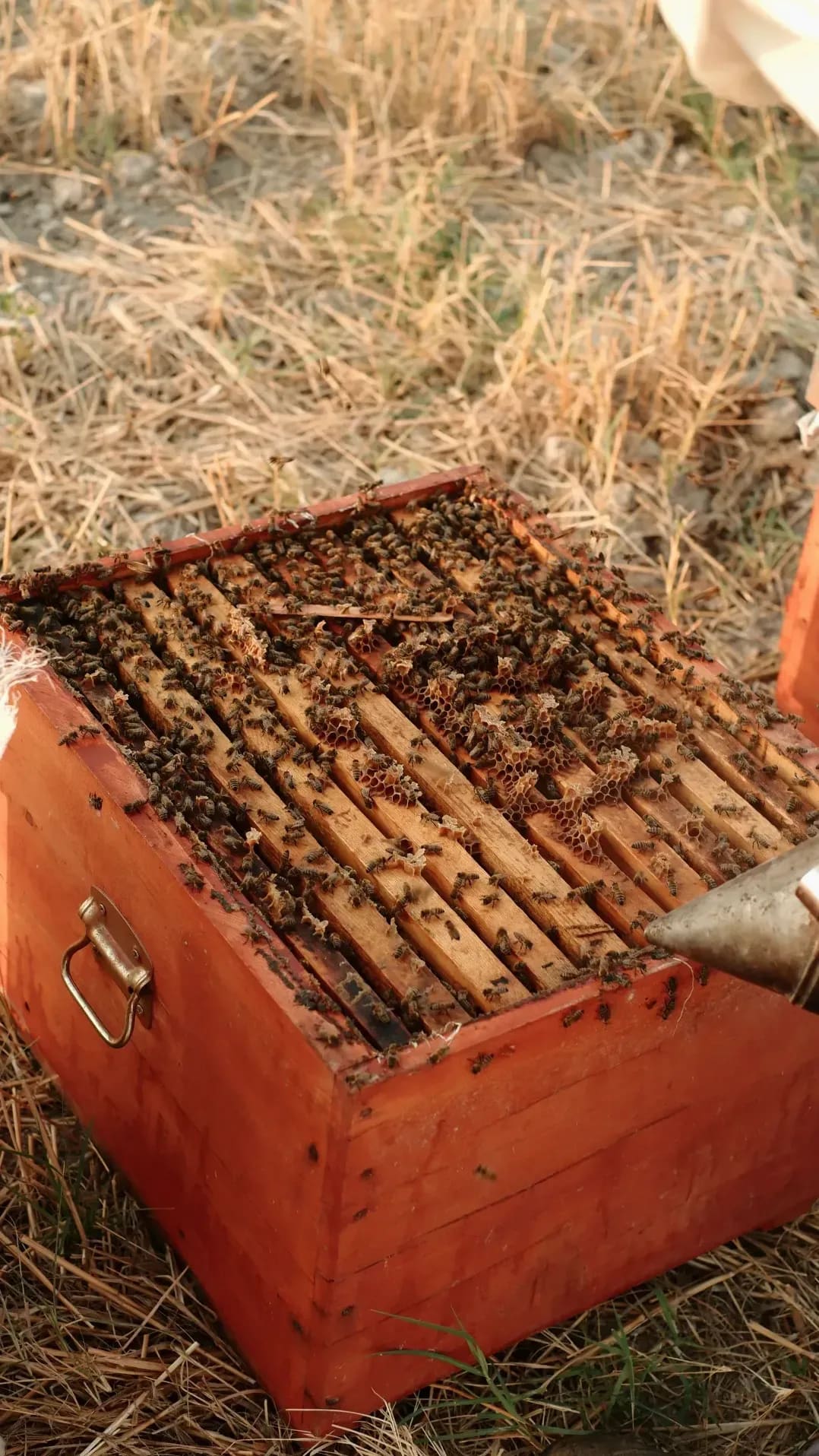 HoneyHaven Apiaries